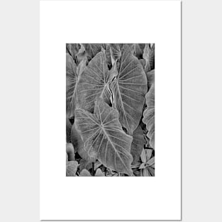 Tropical Plantation Maui Study 18 Posters and Art